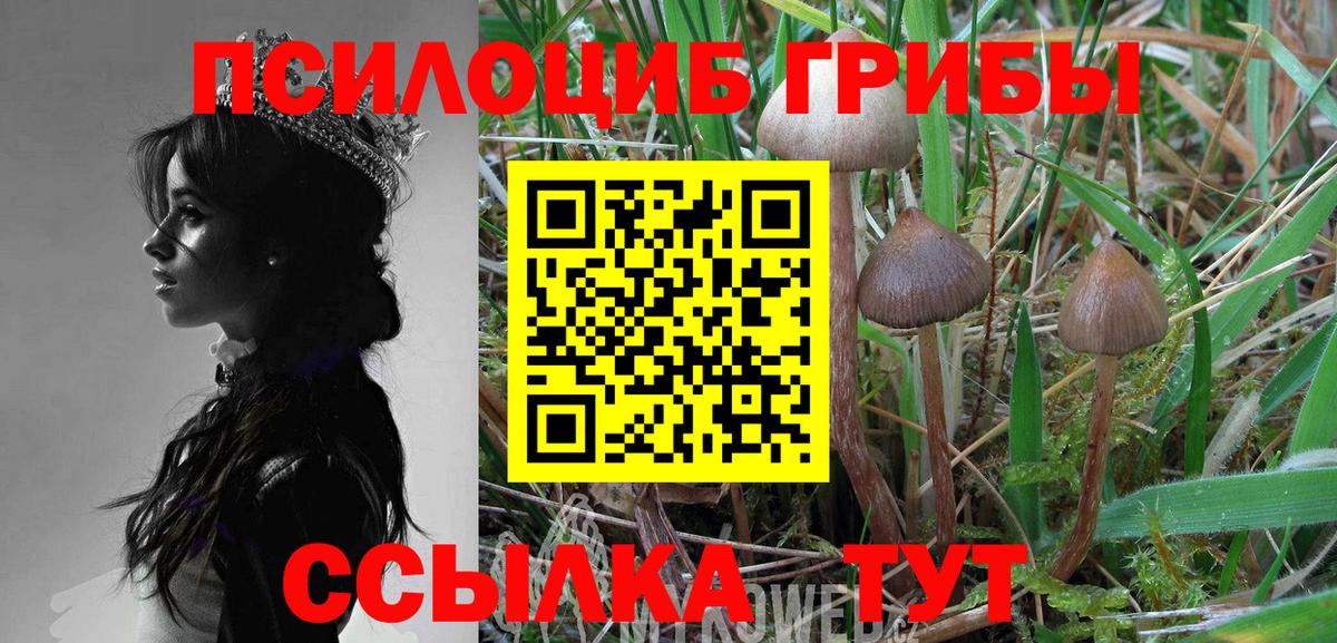 Псилоцибиновые грибы Cubensis  Вход с VPN  Кировск 