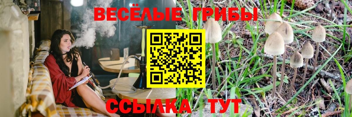 Псилоцибиновые грибы Cubensis Кировск